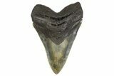 Serrated, Fossil Megalodon Tooth - North Carolina #299033-1